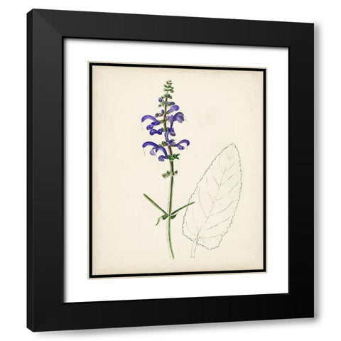 Watercolor Botanical Sketches X Black Modern Wood Framed Art Print with Double Matting by Unknown
