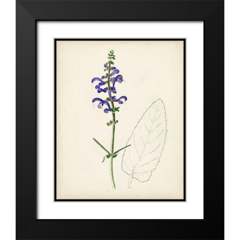 Watercolor Botanical Sketches X Black Modern Wood Framed Art Print with Double Matting by Unknown