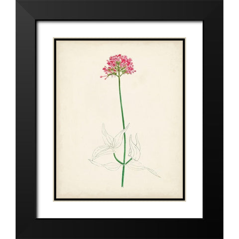 Watercolor Botanical Sketches XI Black Modern Wood Framed Art Print with Double Matting by Unknown