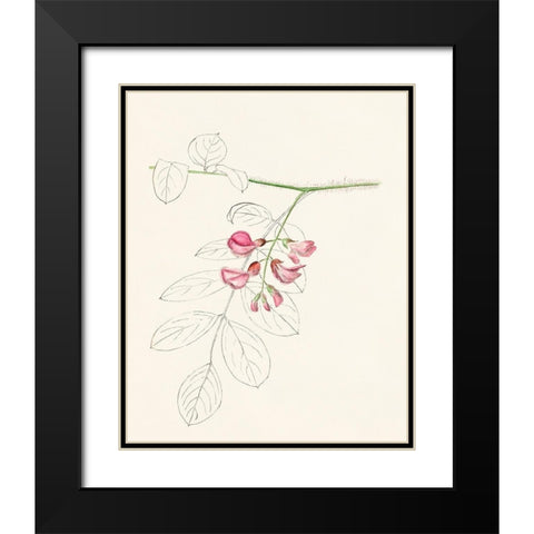 Watercolor Leaf Sketches I Black Modern Wood Framed Art Print with Double Matting by Unknown
