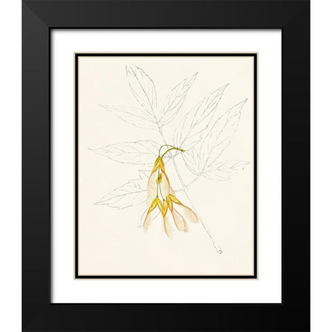 Watercolor Leaf Sketches III Black Modern Wood Framed Art Print with Double Matting by Unknown
