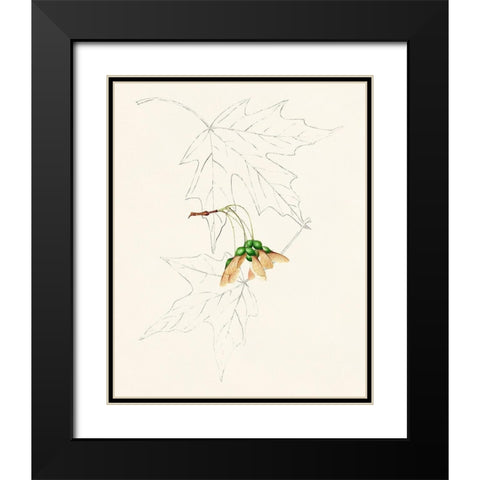 Watercolor Leaf Sketches IV Black Modern Wood Framed Art Print with Double Matting by Unknown