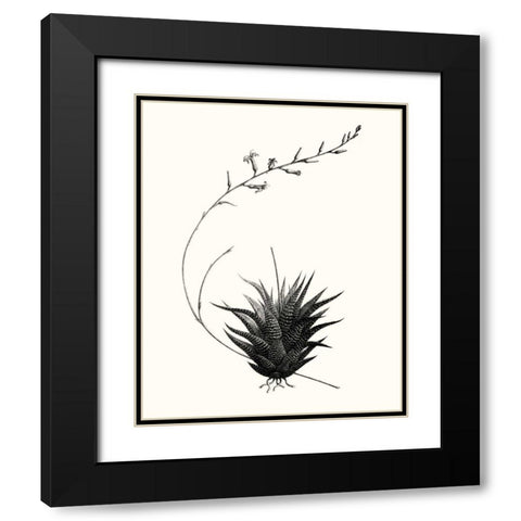 Graphic Succulents I Black Modern Wood Framed Art Print with Double Matting by Vision Studio