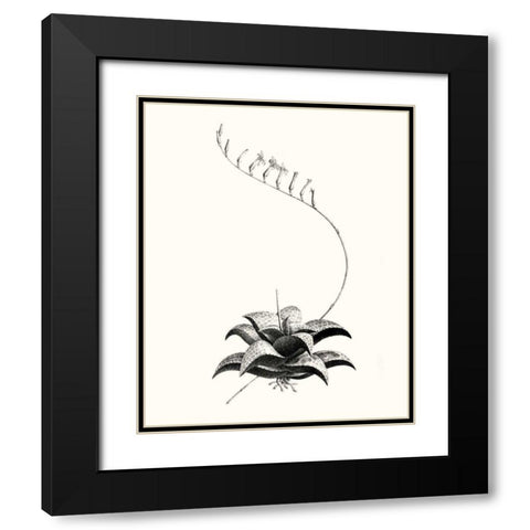 Graphic Succulents II Black Modern Wood Framed Art Print with Double Matting by Vision Studio