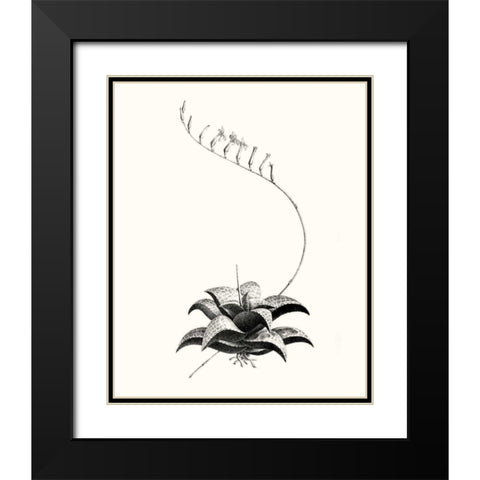 Graphic Succulents II Black Modern Wood Framed Art Print with Double Matting by Vision Studio