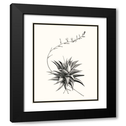 Graphic Succulents III Black Modern Wood Framed Art Print with Double Matting by Vision Studio