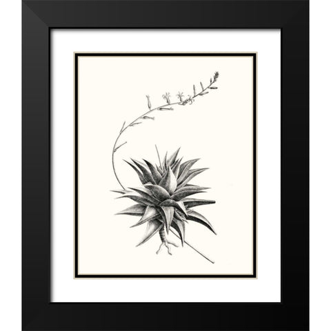 Graphic Succulents III Black Modern Wood Framed Art Print with Double Matting by Vision Studio