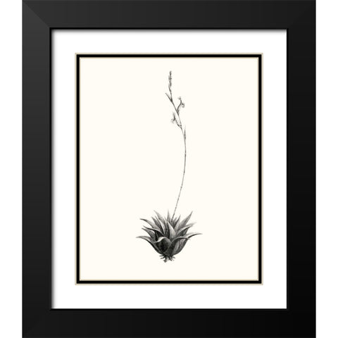 Graphic Succulents VI Black Modern Wood Framed Art Print with Double Matting by Vision Studio