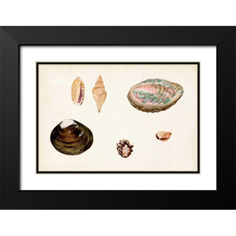 Antique Shell Anthology VIII Black Modern Wood Framed Art Print with Double Matting by Vision Studio