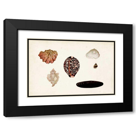 Antique Shell Anthology IX Black Modern Wood Framed Art Print with Double Matting by Vision Studio