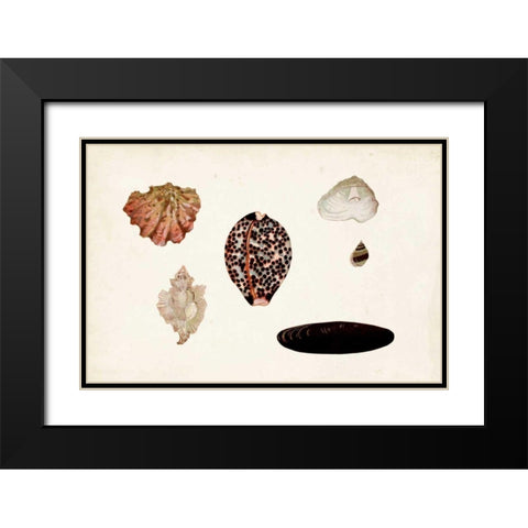 Antique Shell Anthology IX Black Modern Wood Framed Art Print with Double Matting by Vision Studio
