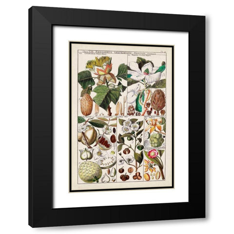 Magnolia Chart Black Modern Wood Framed Art Print with Double Matting by Unknown