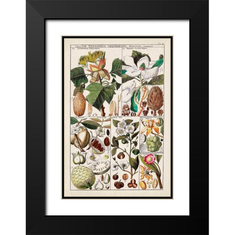 Magnolia Chart Black Modern Wood Framed Art Print with Double Matting by Unknown