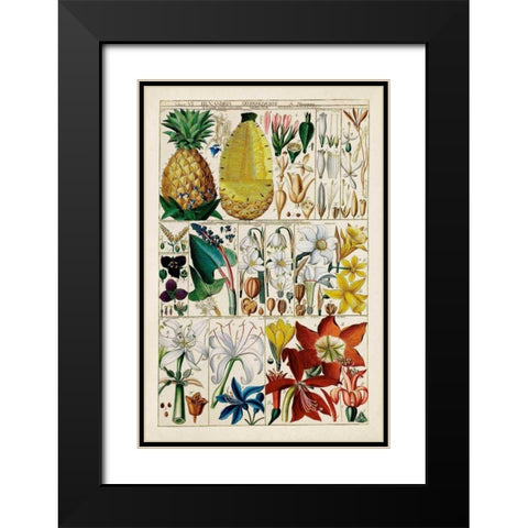 Pineapple Chart Black Modern Wood Framed Art Print with Double Matting by Unknown