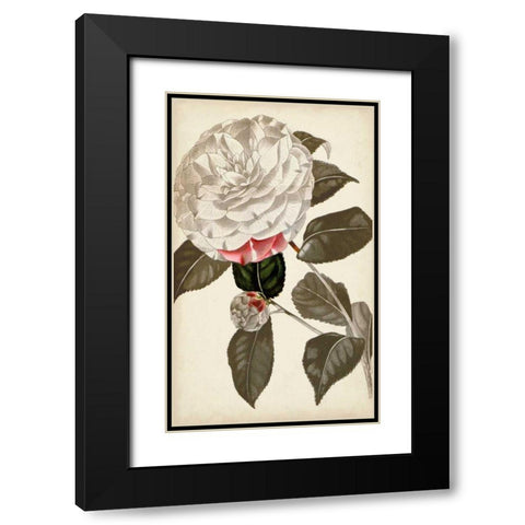 Silvery Botanicals I Black Modern Wood Framed Art Print with Double Matting by Vision Studio
