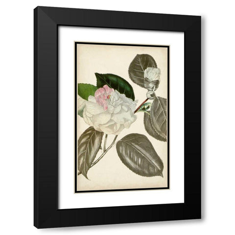 Silvery Botanicals III Black Modern Wood Framed Art Print with Double Matting by Vision Studio