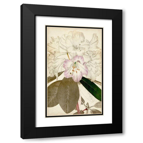 Silvery Botanicals IV Black Modern Wood Framed Art Print with Double Matting by Vision Studio