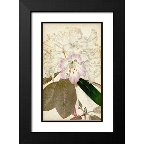 Silvery Botanicals IV Black Modern Wood Framed Art Print with Double Matting by Vision Studio