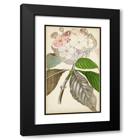 Silvery Botanicals V Black Modern Wood Framed Art Print with Double Matting by Vision Studio