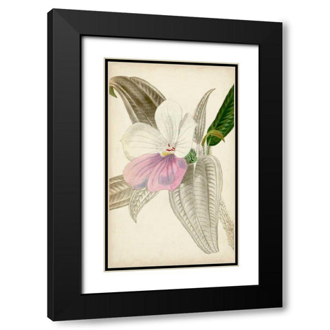 Silvery Botanicals VII Black Modern Wood Framed Art Print with Double Matting by Vision Studio