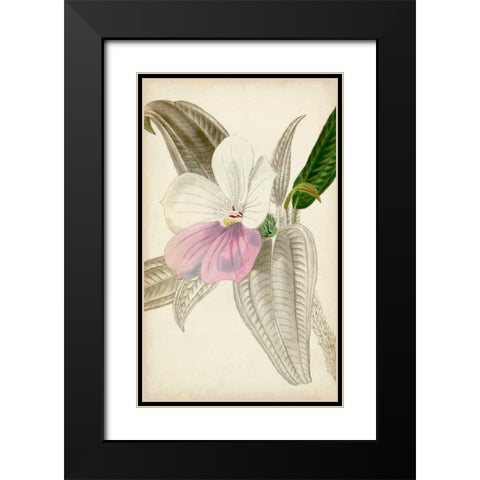 Silvery Botanicals VII Black Modern Wood Framed Art Print with Double Matting by Vision Studio