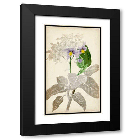 Silvery Botanicals IX Black Modern Wood Framed Art Print with Double Matting by Vision Studio