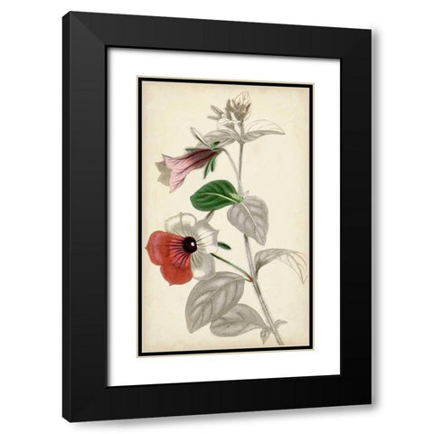 Silvery Botanicals X Black Modern Wood Framed Art Print with Double Matting by Vision Studio