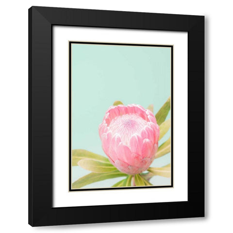 Sun Drenched Blossom II Black Modern Wood Framed Art Print with Double Matting by Stramel, Renee W.
