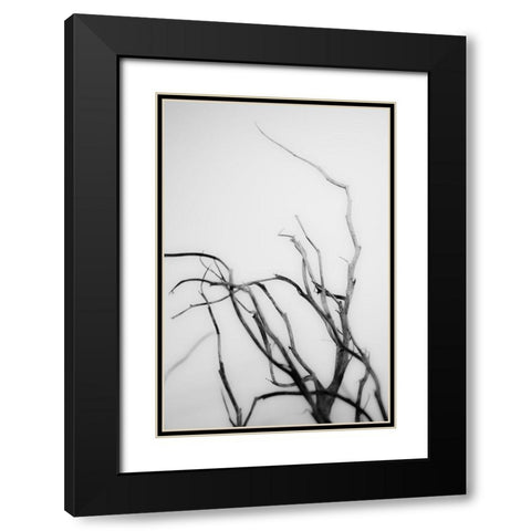 Searching Branches II Black Modern Wood Framed Art Print with Double Matting by Stramel, Renee W.