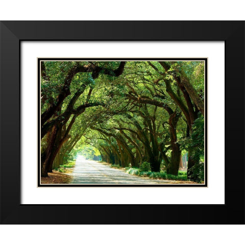 Canopy Road I Black Modern Wood Framed Art Print with Double Matting by McLoughlin, James
