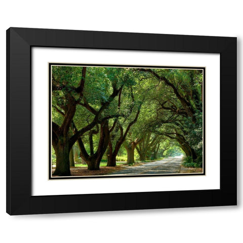 Canopy Road II Black Modern Wood Framed Art Print with Double Matting by McLoughlin, James