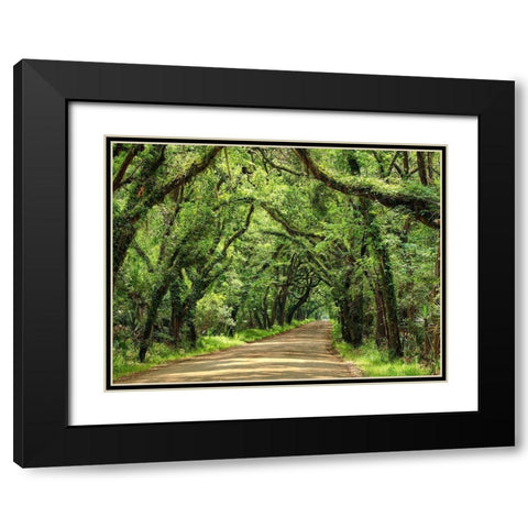 Canopy Road III Black Modern Wood Framed Art Print with Double Matting by McLoughlin, James