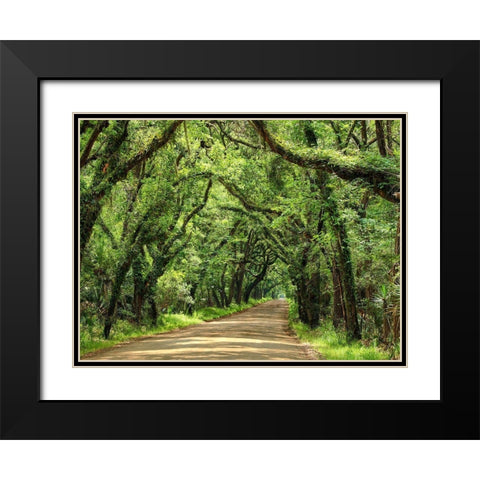 Canopy Road III Black Modern Wood Framed Art Print with Double Matting by McLoughlin, James