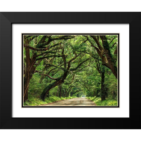 Canopy Road IV Black Modern Wood Framed Art Print with Double Matting by McLoughlin, James
