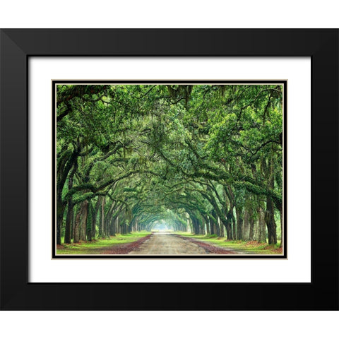 Canopy Road VI Black Modern Wood Framed Art Print with Double Matting by McLoughlin, James