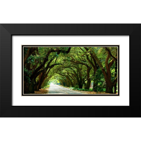Canopy Road Panorama I Black Modern Wood Framed Art Print with Double Matting by McLoughlin, James