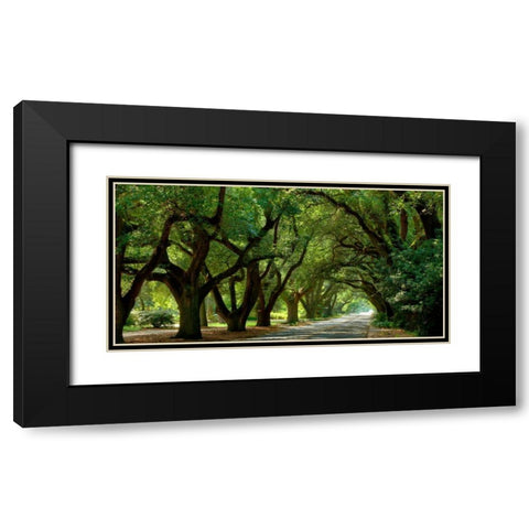 Canopy Road Panorama II Black Modern Wood Framed Art Print with Double Matting by McLoughlin, James
