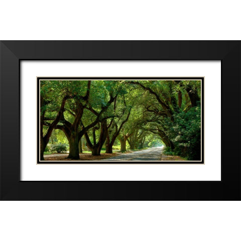 Canopy Road Panorama II Black Modern Wood Framed Art Print with Double Matting by McLoughlin, James