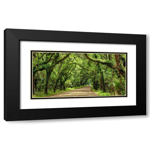 Canopy Road Panorama III Black Modern Wood Framed Art Print with Double Matting by McLoughlin, James
