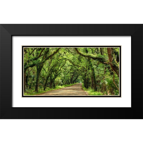 Canopy Road Panorama III Black Modern Wood Framed Art Print with Double Matting by McLoughlin, James
