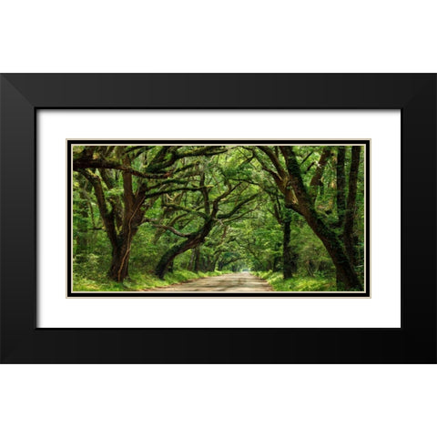 Canopy Road Panorama IV Black Modern Wood Framed Art Print with Double Matting by McLoughlin, James