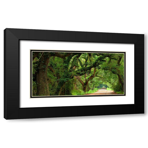 Canopy Road Panorama V Black Modern Wood Framed Art Print with Double Matting by McLoughlin, James