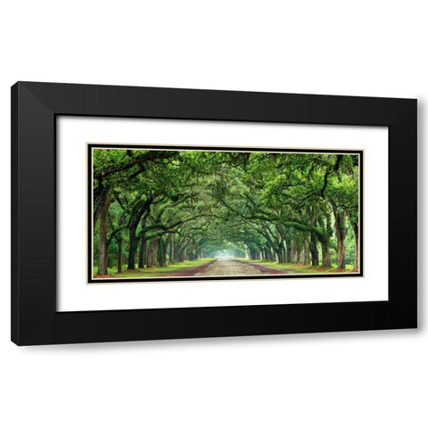 Canopy Road Panorama VI Black Modern Wood Framed Art Print with Double Matting by McLoughlin, James