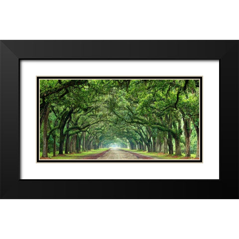 Canopy Road Panorama VI Black Modern Wood Framed Art Print with Double Matting by McLoughlin, James