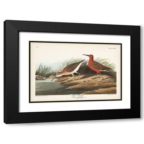 Pl. 263 Curlew Sandpiper Black Modern Wood Framed Art Print with Double Matting by Audubon, John James