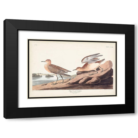 Pl. 265 Buff-breasted Sandpiper Black Modern Wood Framed Art Print with Double Matting by Audubon, John James