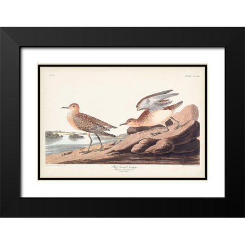 Pl. 265 Buff-breasted Sandpiper Black Modern Wood Framed Art Print with Double Matting by Audubon, John James