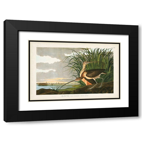 Pl. 231 Long-billed Curlew Black Modern Wood Framed Art Print with Double Matting by Audubon, John James