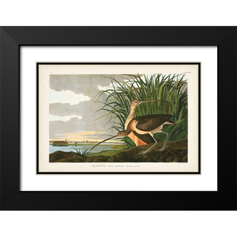 Pl. 231 Long-billed Curlew Black Modern Wood Framed Art Print with Double Matting by Audubon, John James