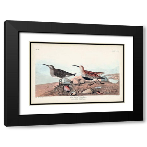 Pl. 290 Red-backed Sandpiper Black Modern Wood Framed Art Print with Double Matting by Audubon, John James